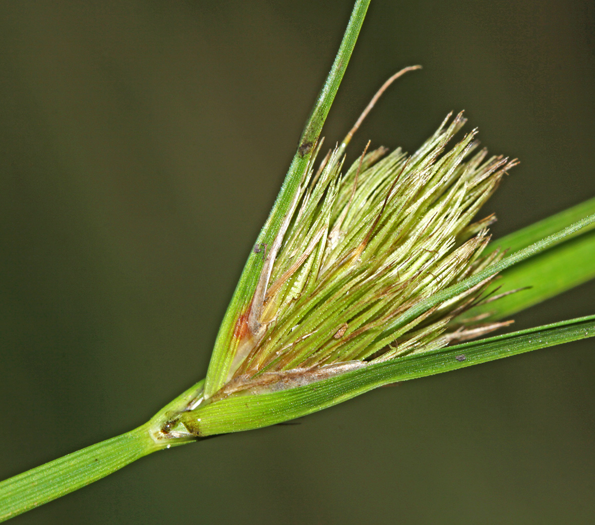 Изображение особи Carex bohemica.