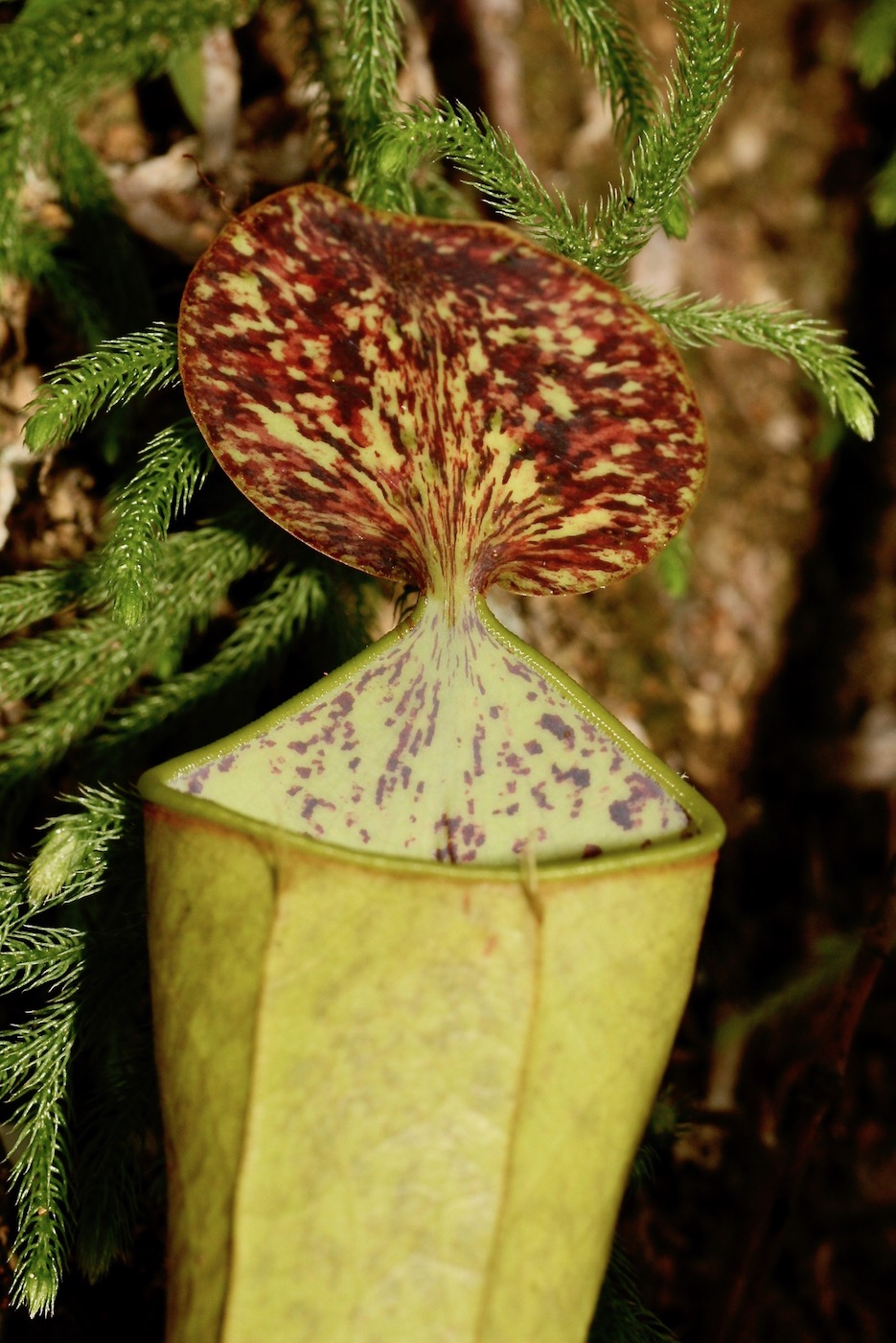 Image of Nepenthes hirsuta specimen.