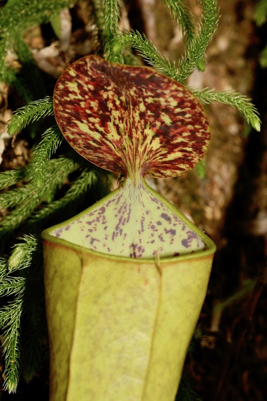 Изображение особи Nepenthes hirsuta.