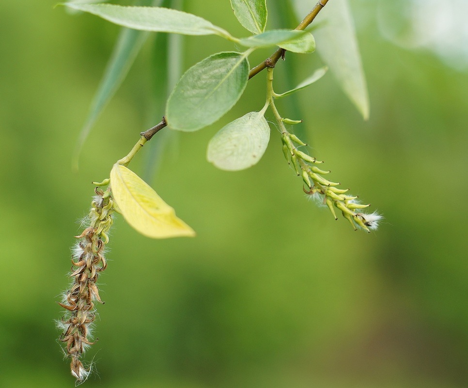 Изображение особи Salix &times; fragilis.