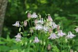 Aquilegia vulgaris. Верхушка цветущего растения. Калужская обл., Боровский р-н, дер. Сатино, край небольшого леска. 9 июня 2020 г.