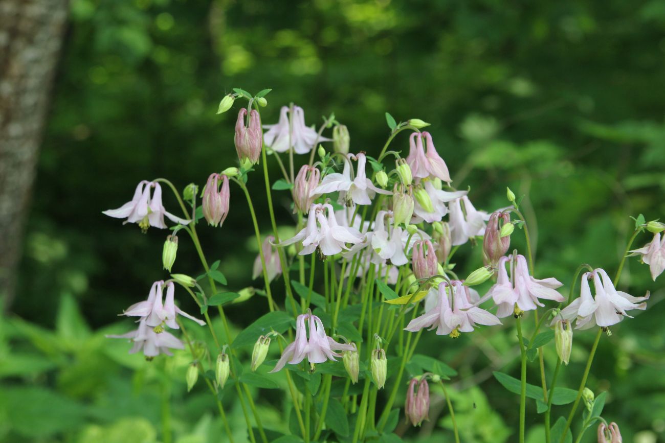 Image of Aquilegia vulgaris specimen.