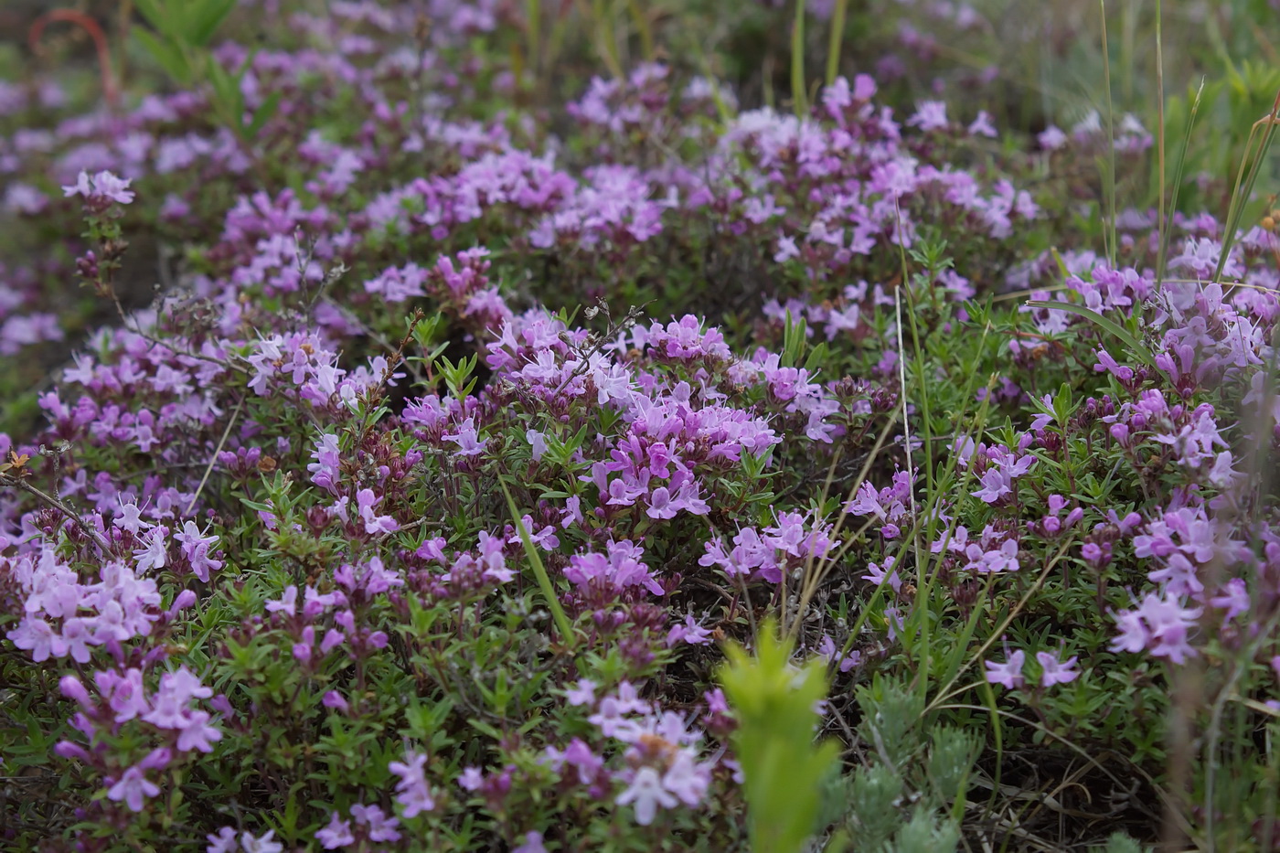 Изображение особи род Thymus.