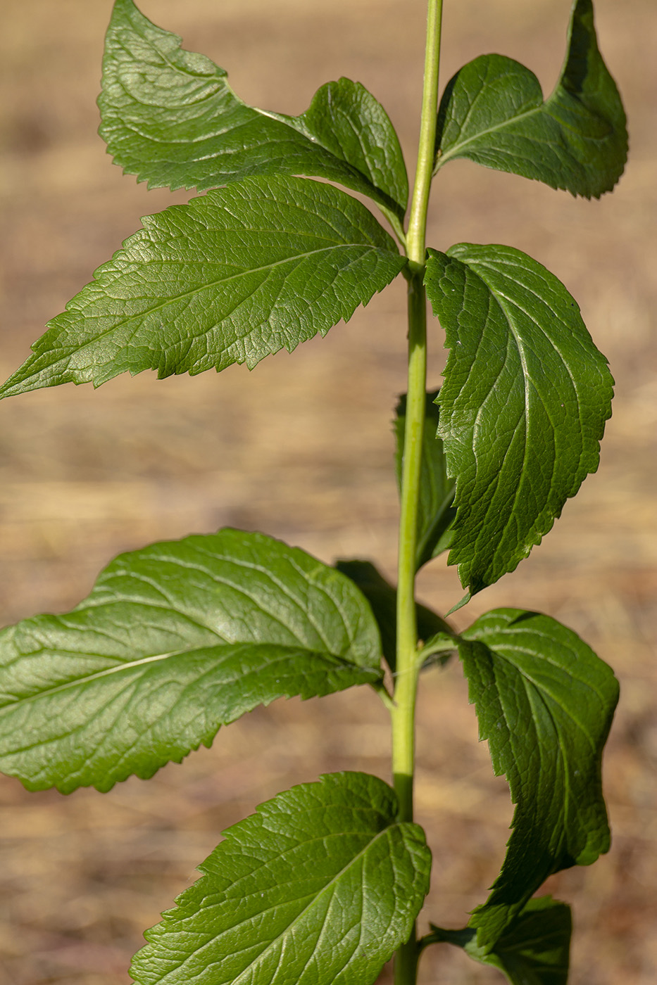 Image of Adenophora liliifolia specimen.