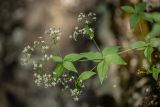 Galium valantioides