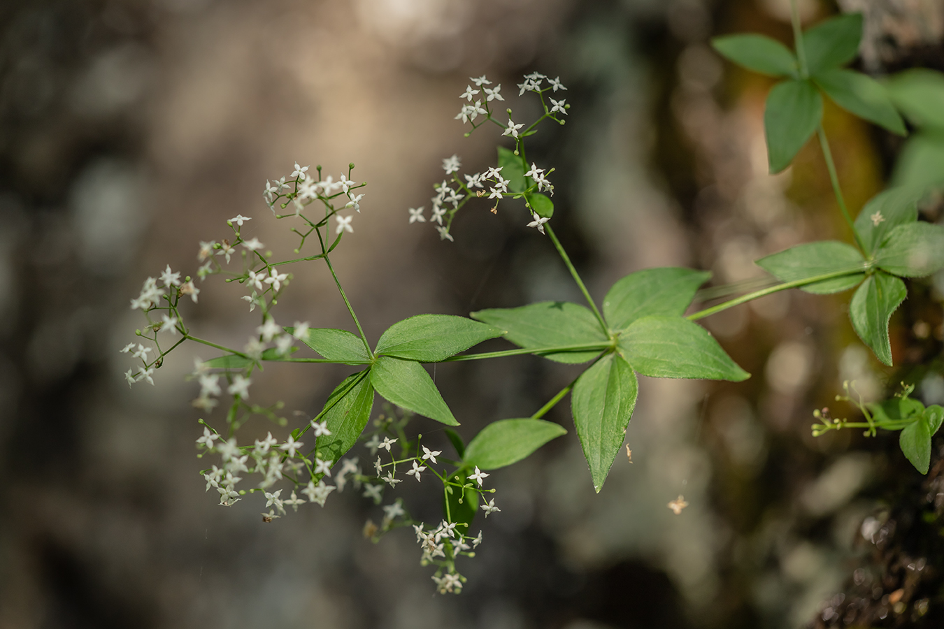 Image of Galium valantioides specimen.