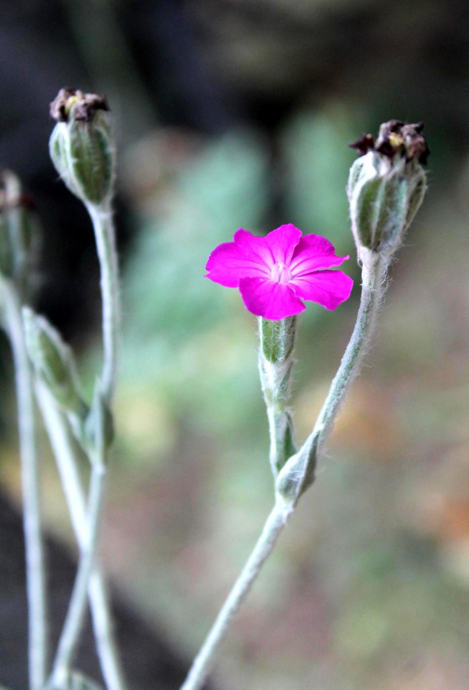 Image of Lychnis coronaria specimen.