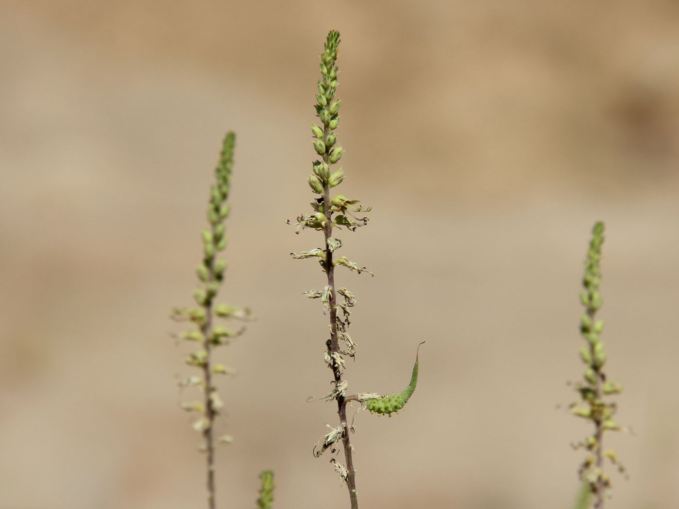 Image of Cleome lipskyi specimen.