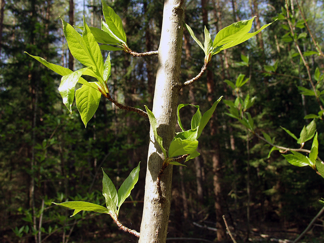 Image of Populus longifolia specimen.