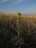 Artemisia absinthium. Цветущее растение. Воронежская обл., Острогожский р-н, окр. с. Сторожевое, сухой луг. 3 августа 2009 г.