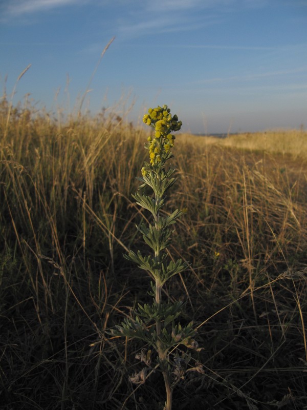 Image of Artemisia absinthium specimen.