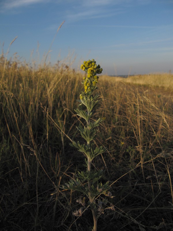 Изображение особи Artemisia absinthium.