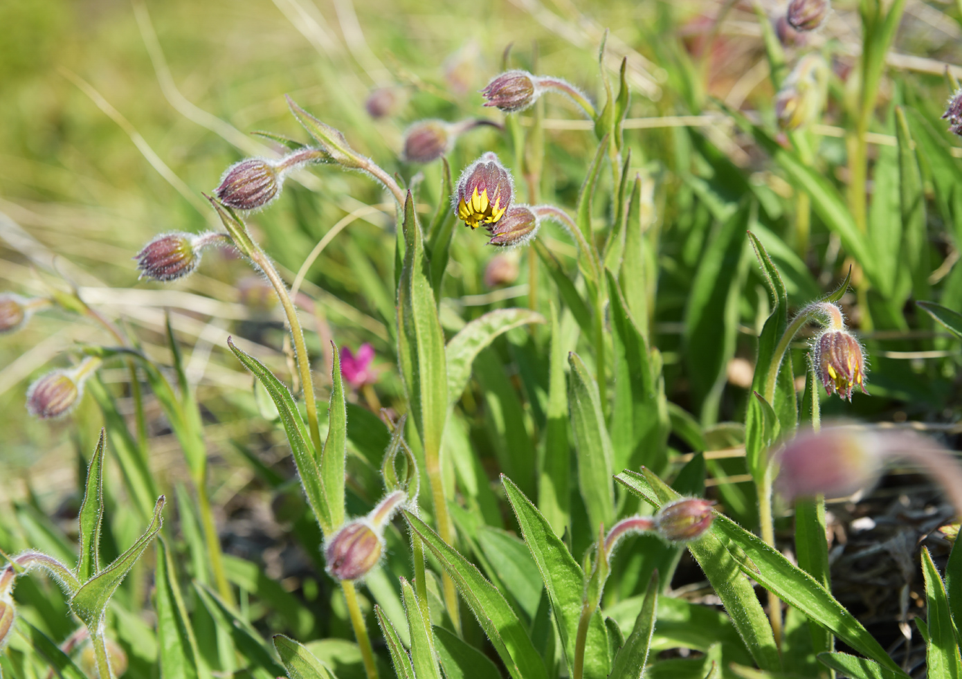 Image of Arnica frigida specimen.