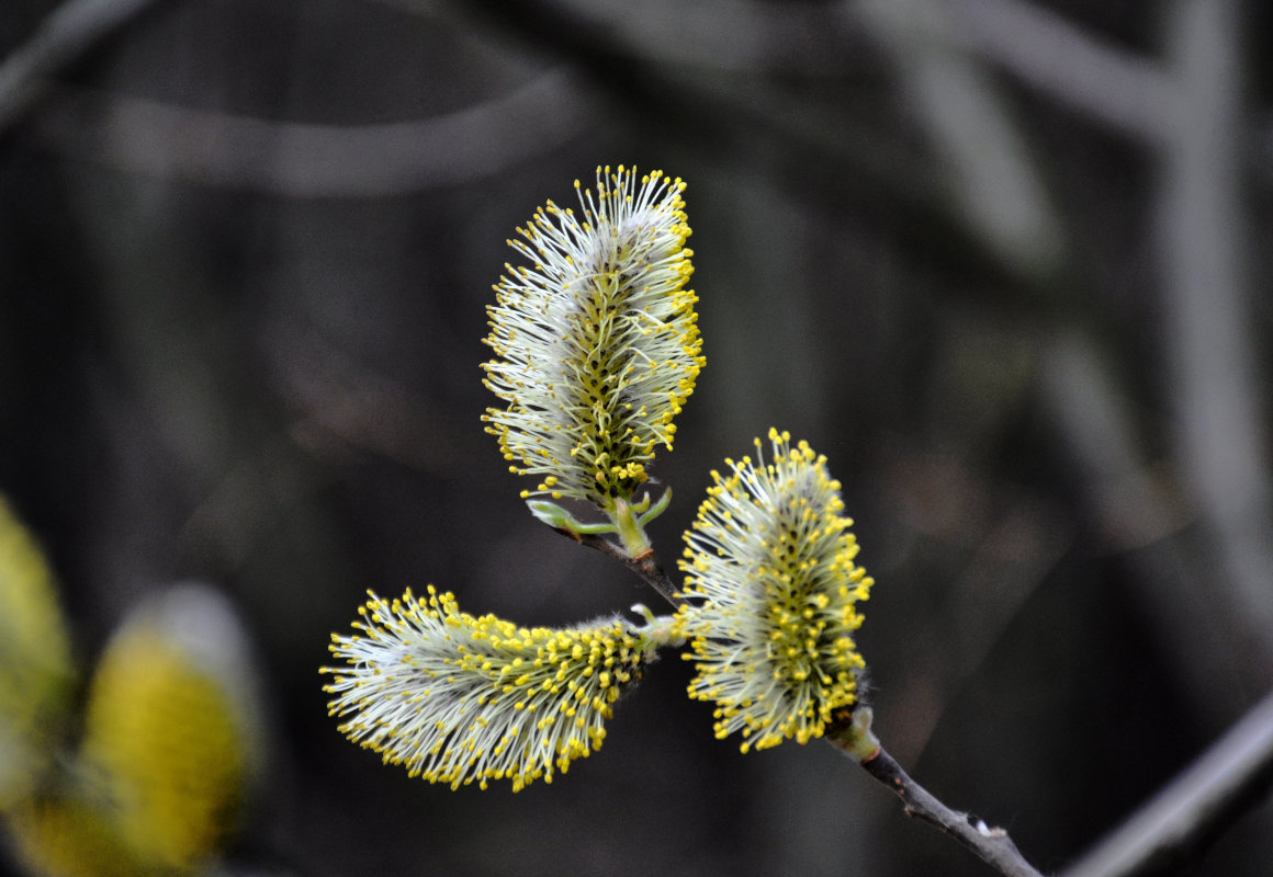 Image of Salix caprea specimen.