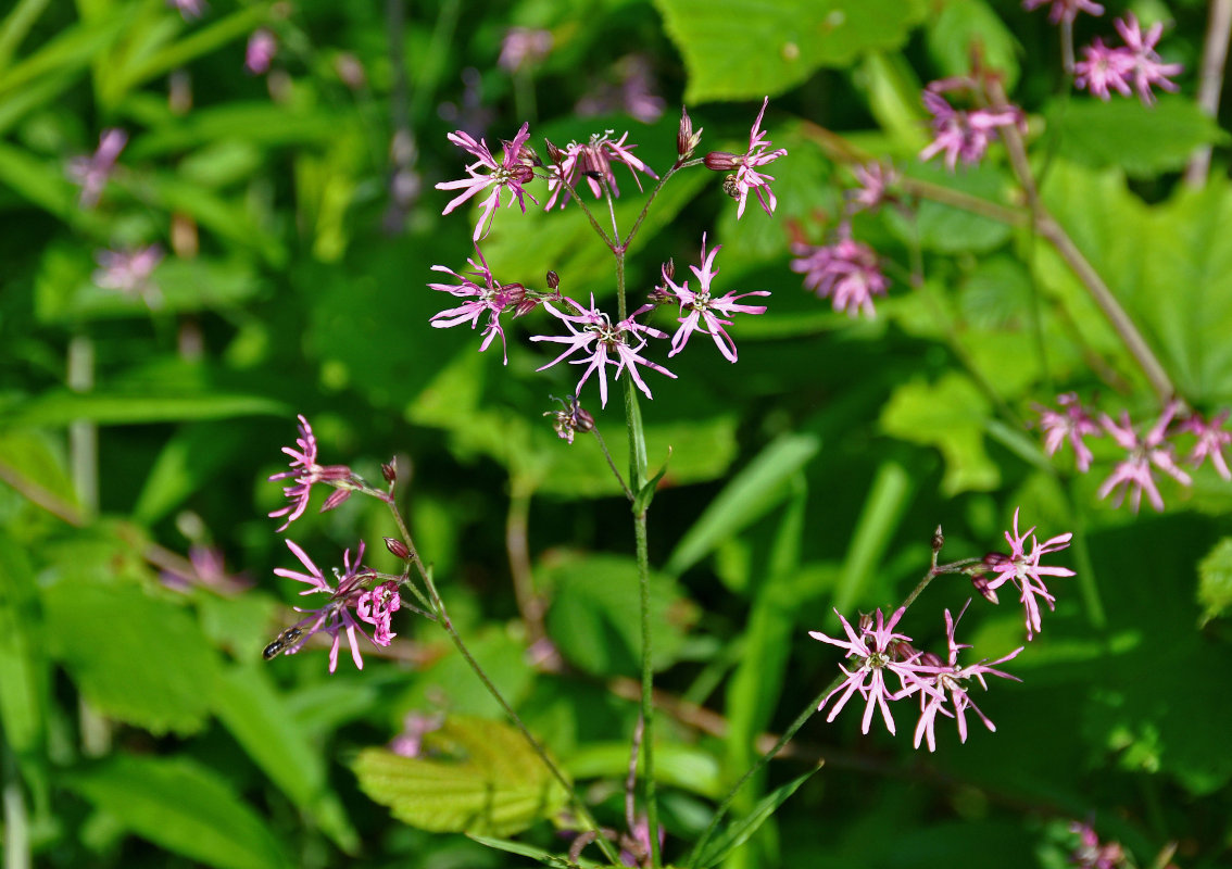 Изображение особи Coccyganthe flos-cuculi.