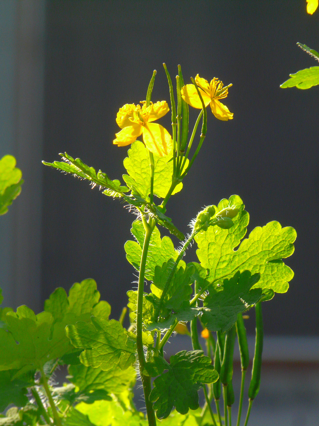 Image of Chelidonium majus specimen.
