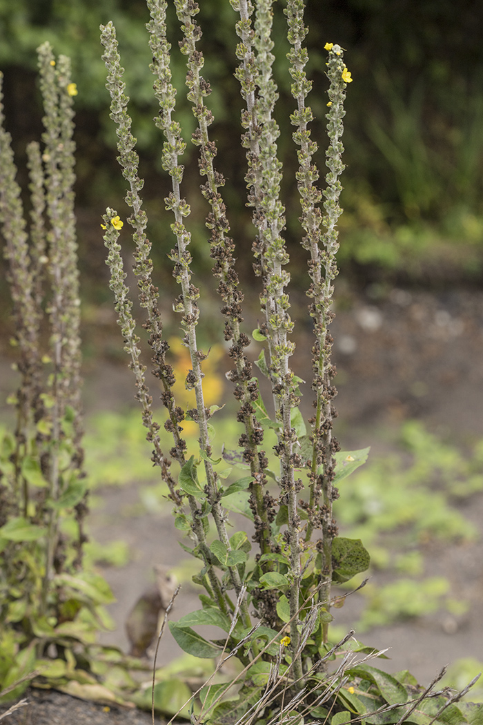 Изображение особи Verbascum gnaphalodes.