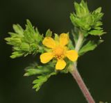 Potentilla tobolensis. Цветок. Приморский край, г. Владивосток, окр. ж.-д. пл. \"Садгород\", возле ж.-д. полотна. 12.06.2020.