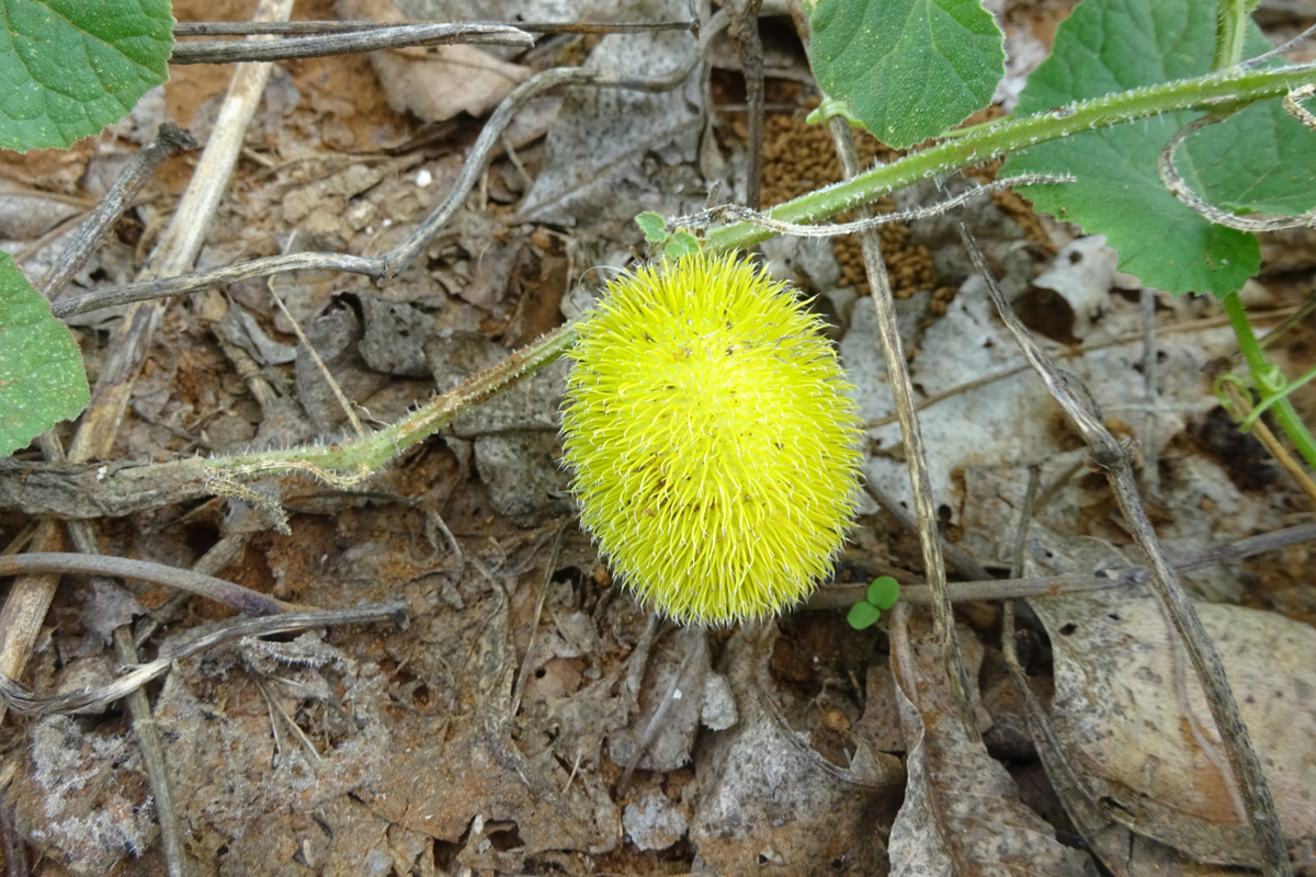 Image of Cucumis dipsaceus specimen.