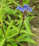 genus Gentiana