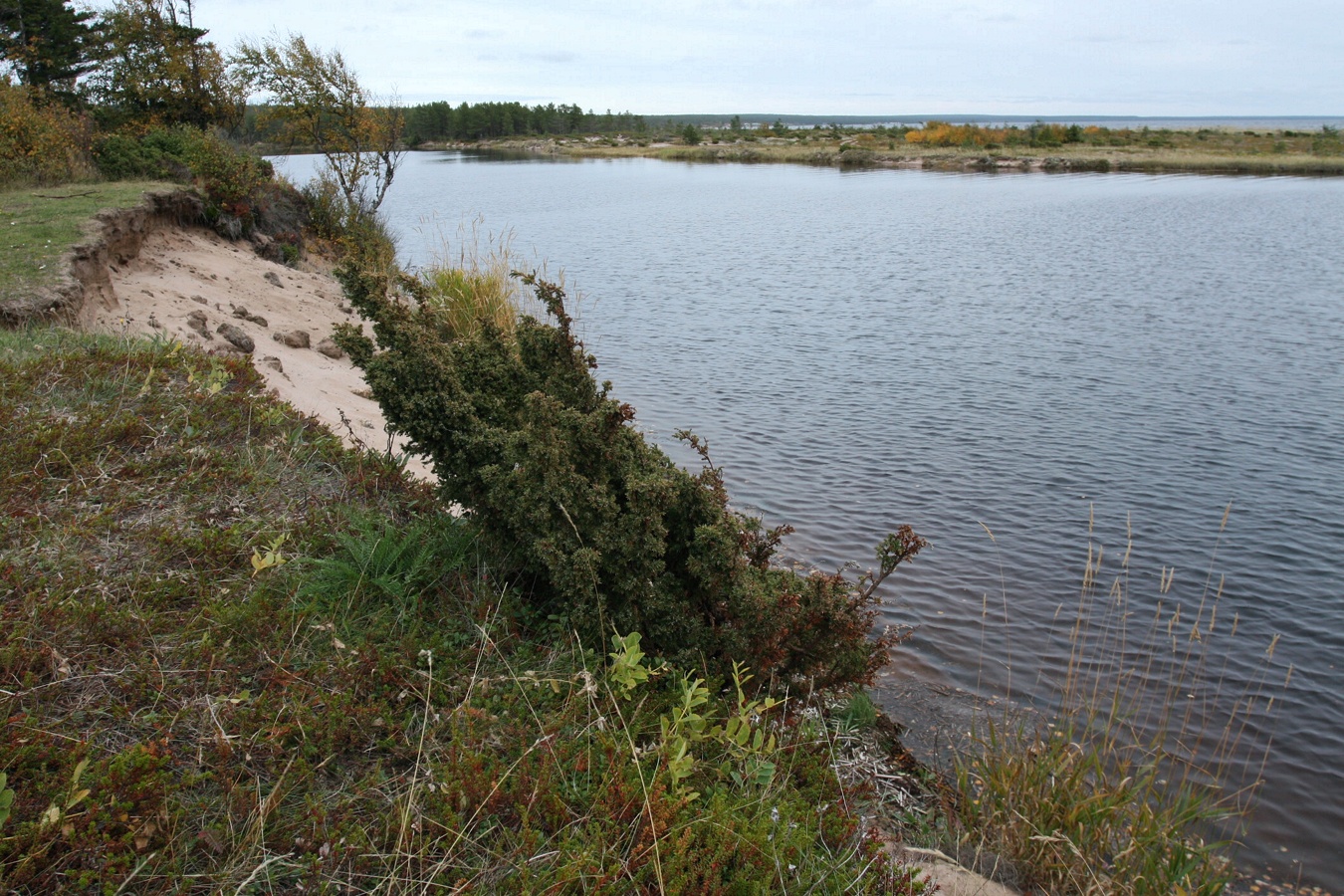 Image of Juniperus sibirica specimen.