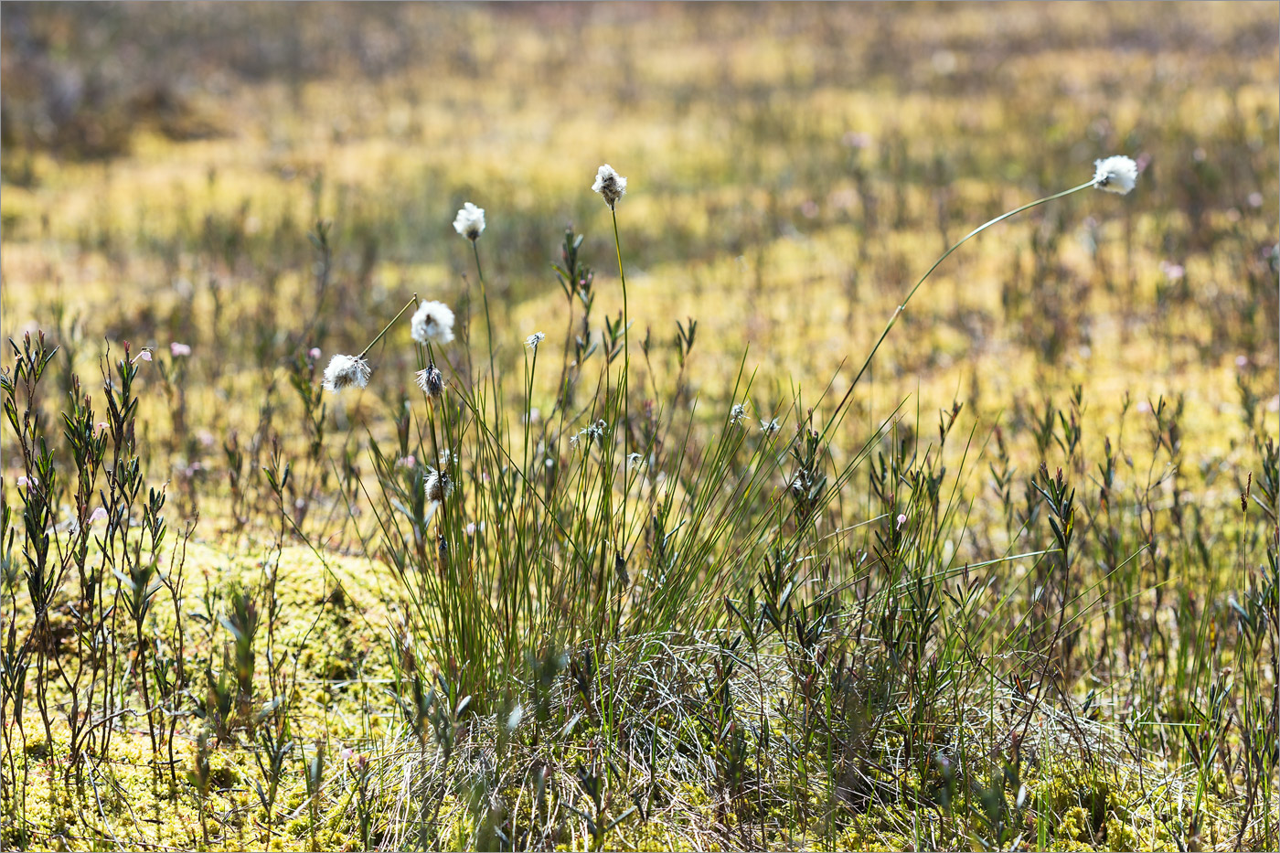 Изображение особи Eriophorum vaginatum.