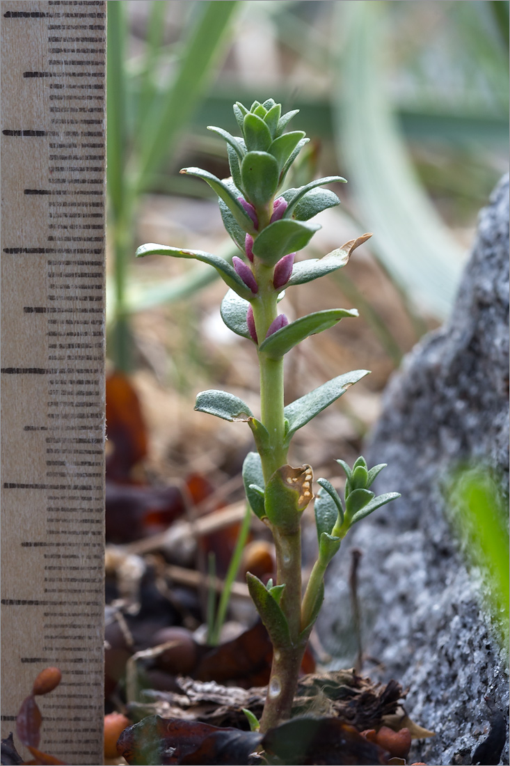 Image of Glaux maritima specimen.