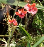 Papaver rhoeas. Побеги с цветками. Ростовская обл., Пролетарский р-н, окраина г. Пролетарск, долина р. Чепрак, небольшая луговина среди болотистых низин. 01.06.2019.