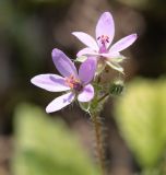 Erodium cicutarium. Цветки. Краснодарский край, м/о Новороссийск, окр. с. Сукко, левобережье оз. Сукко, поляна на склоне среди густого леса. 10.06.2019.