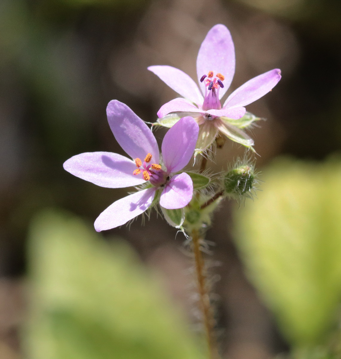 Изображение особи Erodium cicutarium.