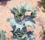 Eryngium maritimum. Верхушка расцветающего растения. Краснодарский край, м/о Анапа, окраина с. Витязево, Витязевская коса, пляж Тортуга, дюна. 06.06.2019.