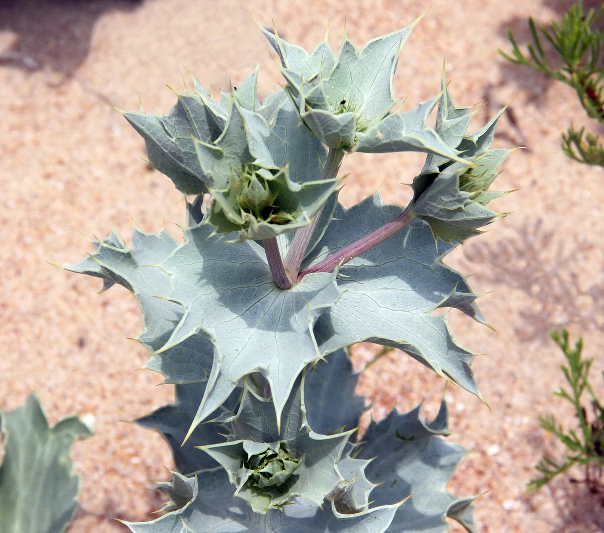 Изображение особи Eryngium maritimum.