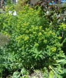род Euphorbia