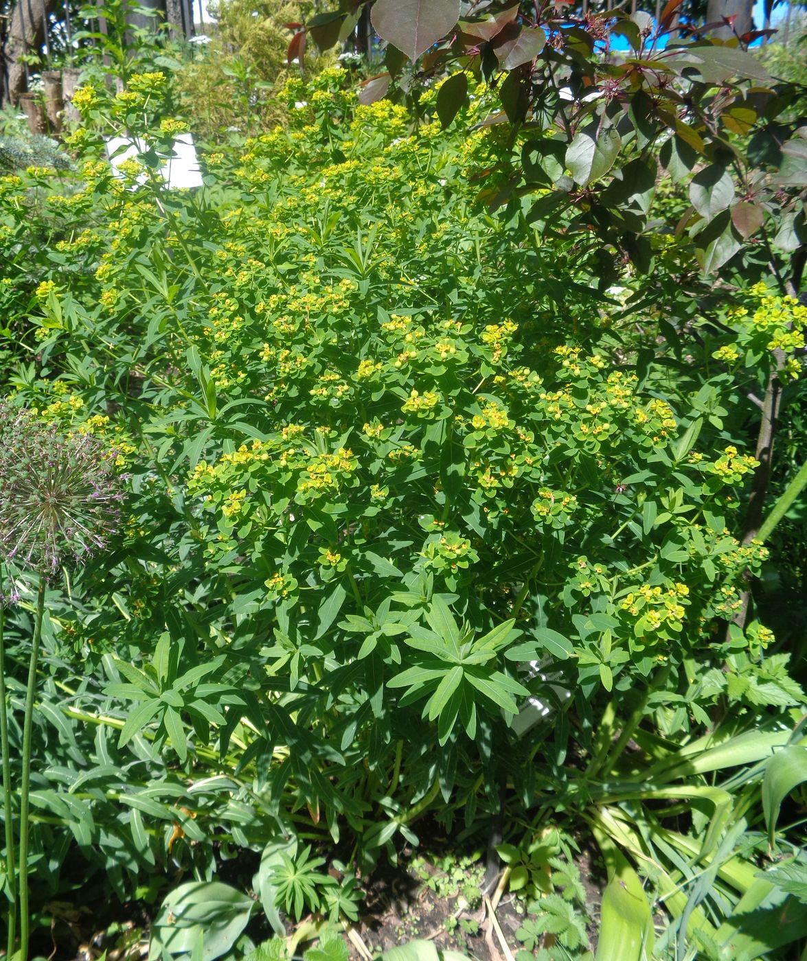 Изображение особи род Euphorbia.