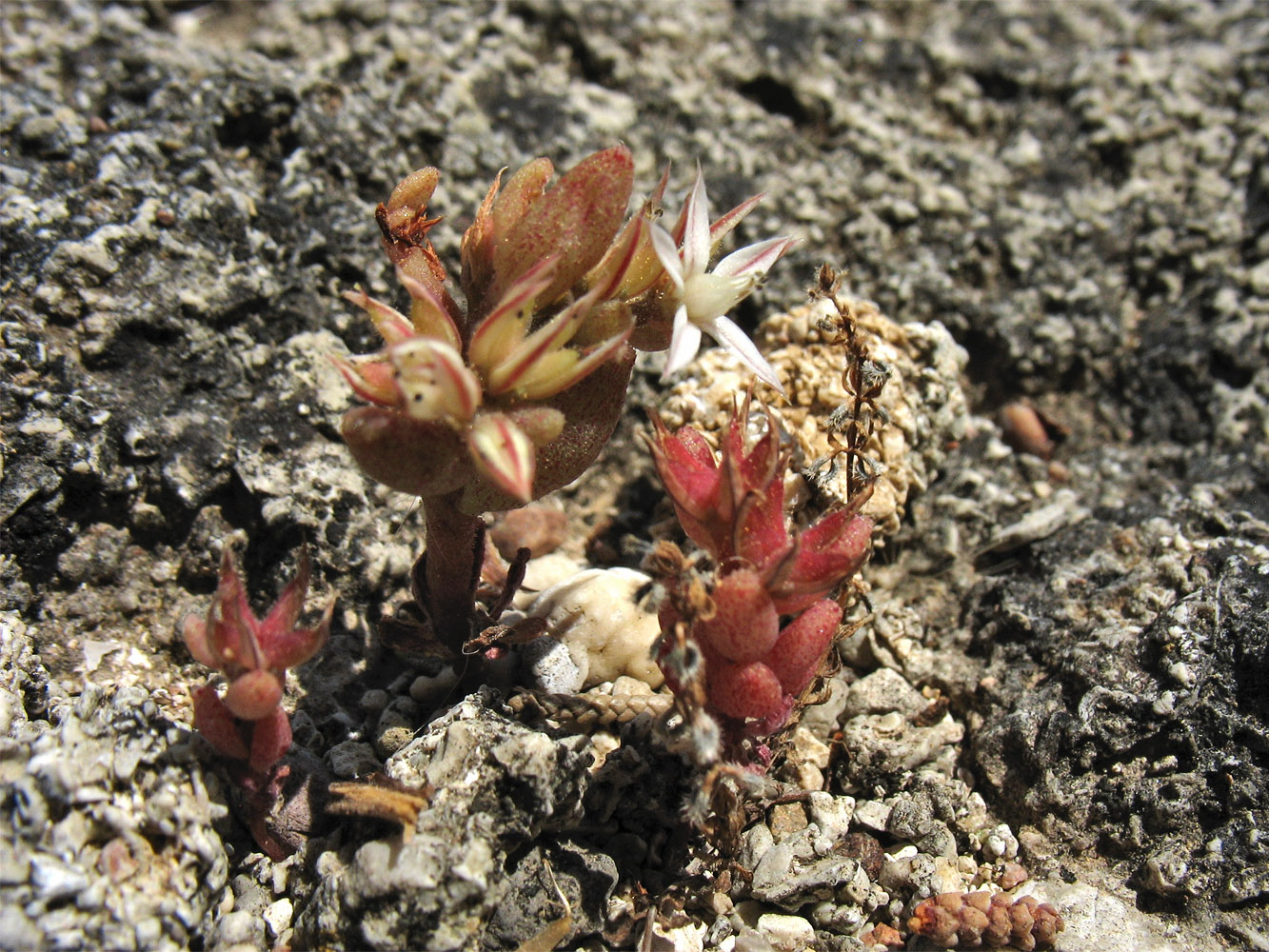 Image of Sedum rubens specimen.