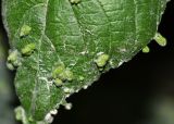 Acalypha peruviana