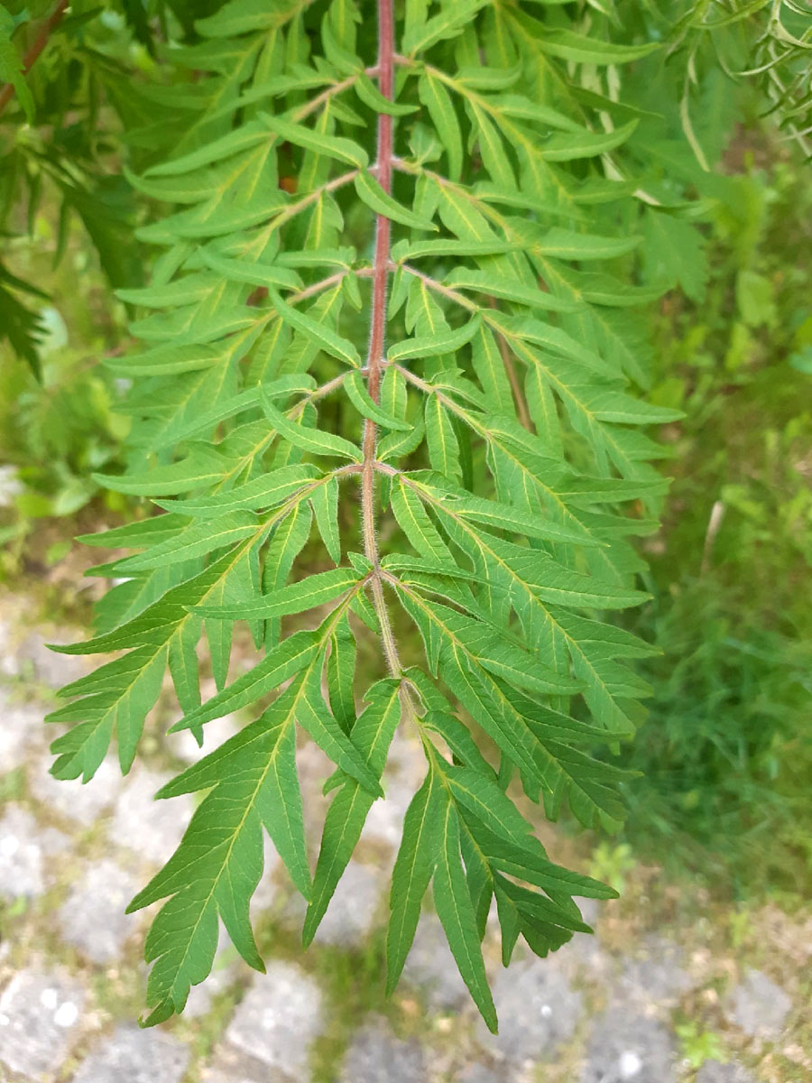 Image of Rhus typhina f. laciniata specimen.