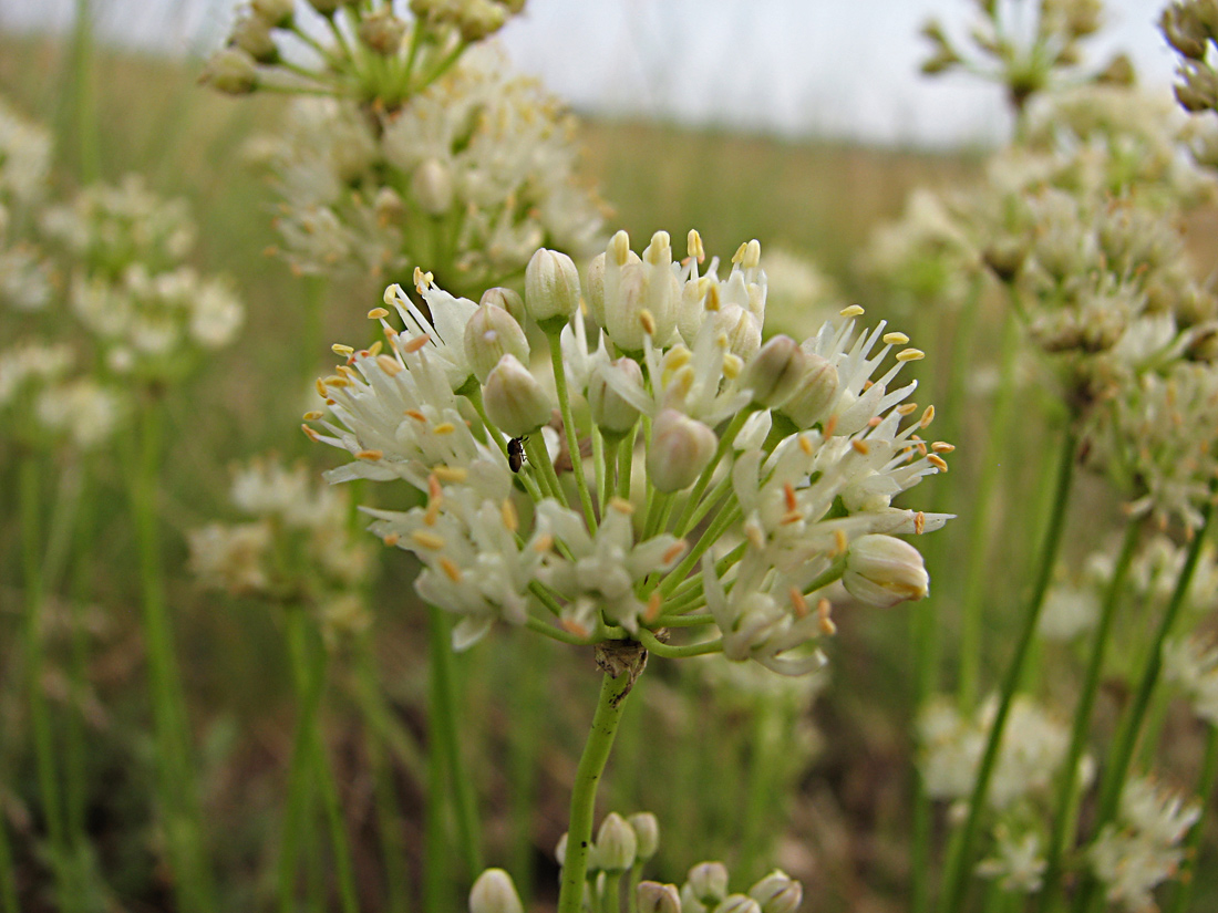 Image of Allium flavescens specimen.