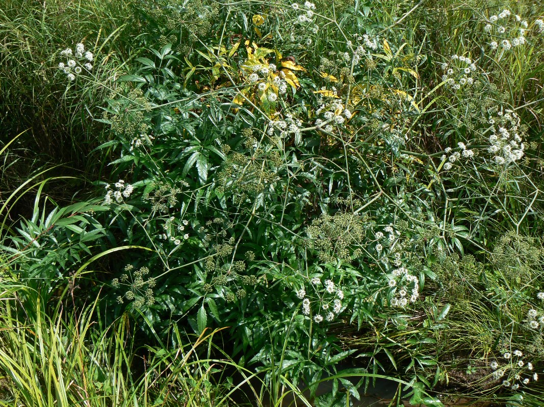 Image of Cicuta virosa specimen.