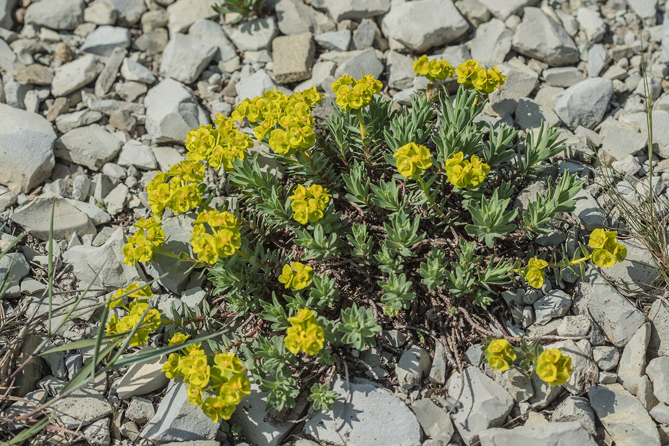 Изображение особи Euphorbia petrophila.