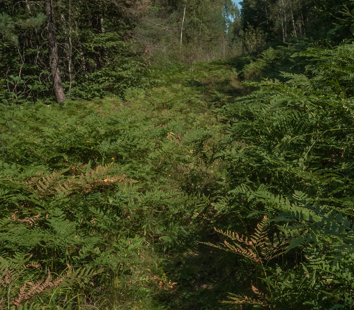 Изображение особи Pteridium pinetorum.