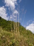 Chrysopogon gryllus. Отплодоносившее растение. Краснодарский край, Мостовской р-н, окр. пгт Псебай, хр. Герпегем, ≈ 900 м н.у.м., горный луг. 19.08.2021.