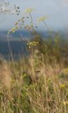 род Peucedanum