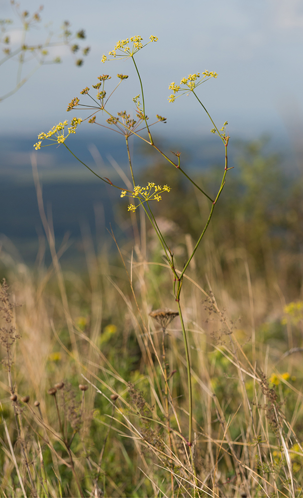 Изображение особи род Peucedanum.