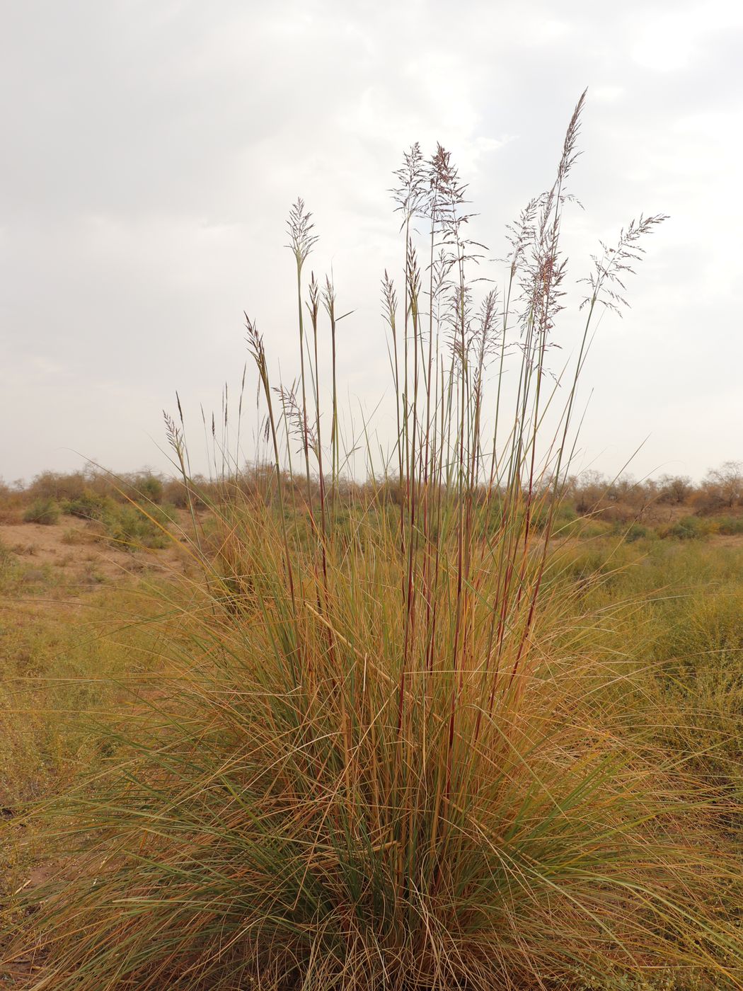 Image of Erianthus ravennae specimen.