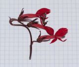 Lobelia cardinalis