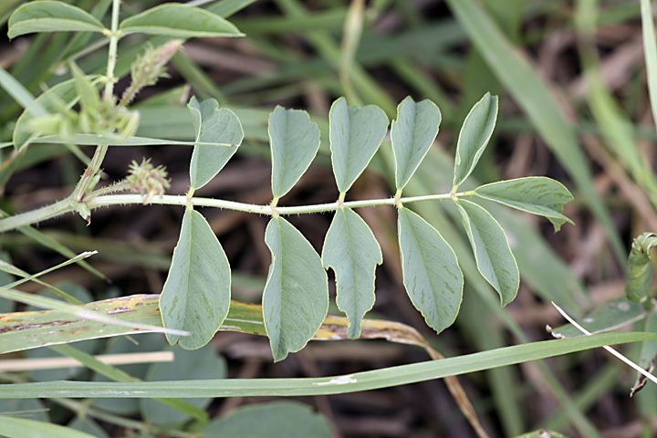 Изображение особи Glycyrrhiza laxissima.