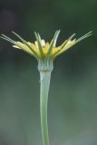 Tragopogon dubius