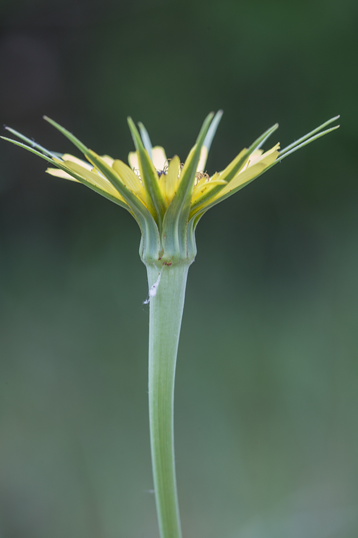 Image of Tragopogon dubius specimen.