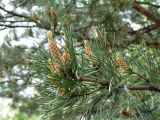 Pinus densiflora. Ветвь с микростробилами. Хабаровск, 1-я краевая больница, в культуре. 13.05.2014.